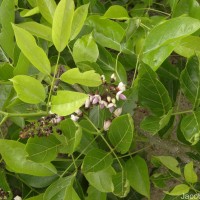 Pongamia pinnata (L.) Pierre